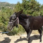 EselwanderungKournas2