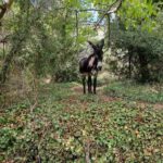 EselwanderungKournas3