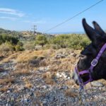EselwanderungKournas4