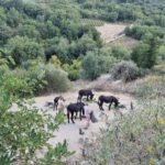 EselwanderungKournas5