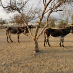 app-AM Donkey1
