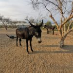 app-AM Donkey3