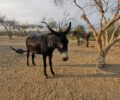 Agia Marina Donkey rescue