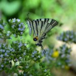 app-Botanischer Garten (2)