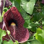 app-Botanischer Garten (3)
