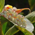 app-Botanischer Garten (4)