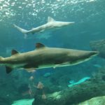 app-IMG_20201020_131700