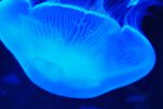 CRETAquarium
