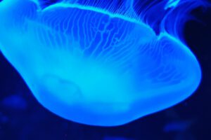 CRETAquarium