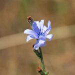 app-Komolithi (3)