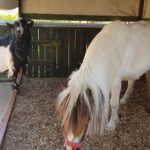 app-Labyrinth_park_hersonissos-12
