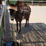 app-Labyrinth_park_hersonissos-13