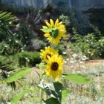 app-Maravel-Garden-Spilli-1