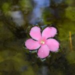 app-Maravel-Garden-Spilli-2