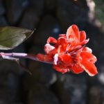 app-Maravel-Garden-Spilli-4