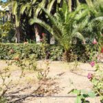 app-Apollonia-Resort-06