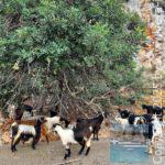 app-Therissos Schlucht 02