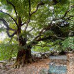 app-Tromarissas Schlucht 03