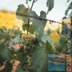 app-cretanspora-korfes-5