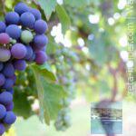 app-cretanspora-korfes-6