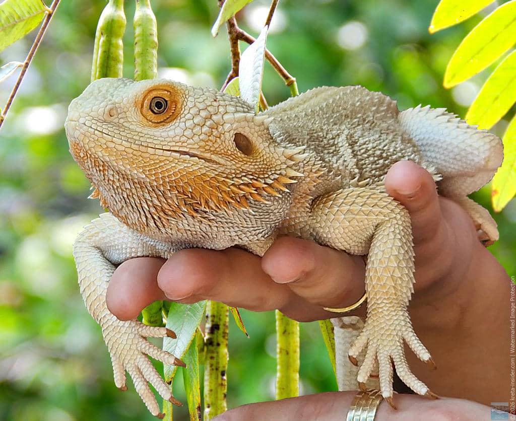 Aquaworld Aquarium & Reptile Rescue Centre – Hersonissos