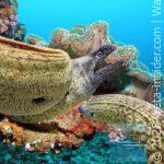 aquaworld-hersonissos-3-app