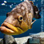 aquaworld-hersonissos-4-app