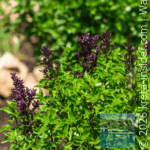 bees-world-dorothea-8-app
