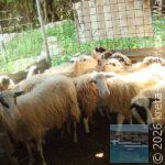 panorama-taverna-eleutherna-9-app