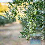 pathos-olive-oil-14-app