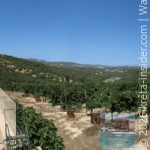 domaine-paterianakis–melesses-7