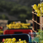 domaine-paterianakis–melesses-8