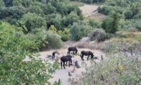 EselwanderungKournas5