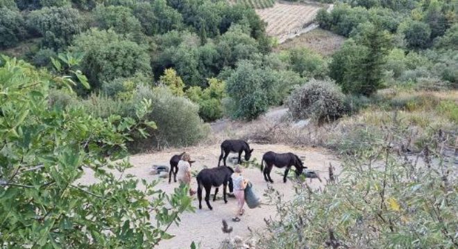 EselwanderungKournas5