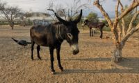 app-AM Donkey3