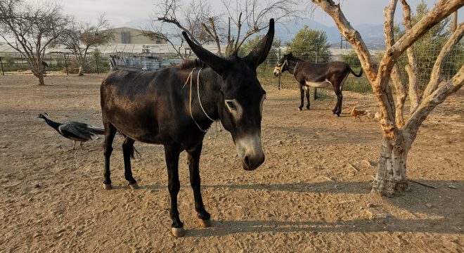 app-AM Donkey3
