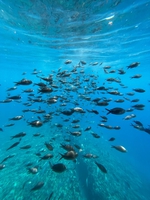 6B5ACEC3 87EE 444D B6D8 8777A49F6535