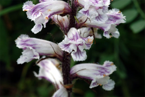 ap1 7 Orobanche pubescen