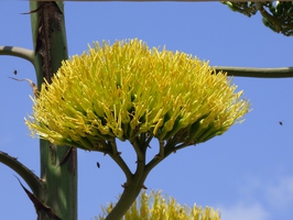 agave amer