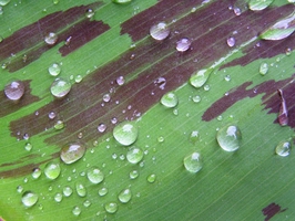 banana leaf rain