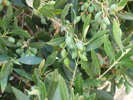 olive grün