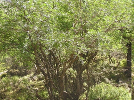 ambeliceazelkovaherb2