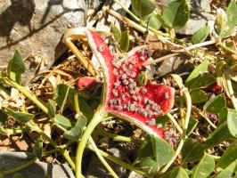 seedpodcaper