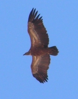 Gänsegeier1