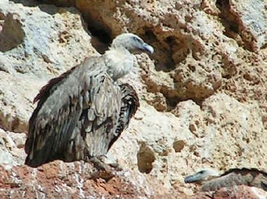 Gänsegeier