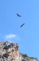 Gänsegeier Flug