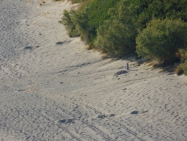 caretta