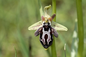 Ophrys cretica 001