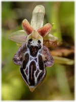 Ophrys cretica Bl2