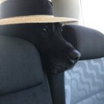 Dogtraining with Heart & Mind Crete